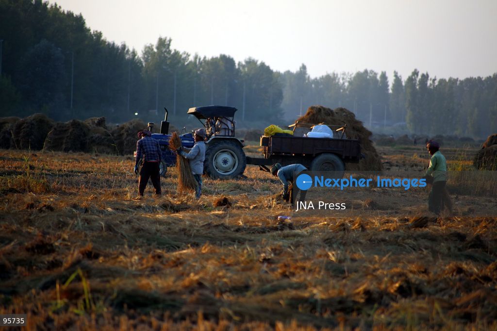 PULWAMA, JAMMU AND KASHMIR, INDIA, SEPTEMBER 22, 2026: Farmers harvest paddy in fields in Pulwama as the annual rice harvest season gets underway across Kashmir. The harvest marks the culmination of months of cultivation and remains an important source of income and food for farming families across the region. Photo by Nisar Ul Haq Allaie / JNA Press. (Photo by Nisar Ul Haq Allai/JNA Press via Nexpher Images)