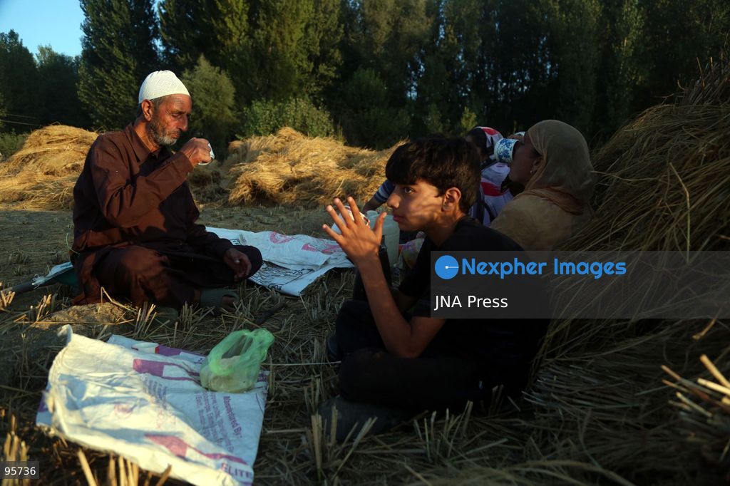 PULWAMA, JAMMU AND KASHMIR, INDIA, SEPTEMBER 22, 2026: Farmers harvest paddy in fields in Pulwama as the annual rice harvest season gets underway across Kashmir. The harvest marks the culmination of months of cultivation and remains an important source of income and food for farming families across the region. Photo by Nisar Ul Haq Allaie / JNA Press. (Photo by Nisar Ul Haq Allai/JNA Press via Nexpher Images)