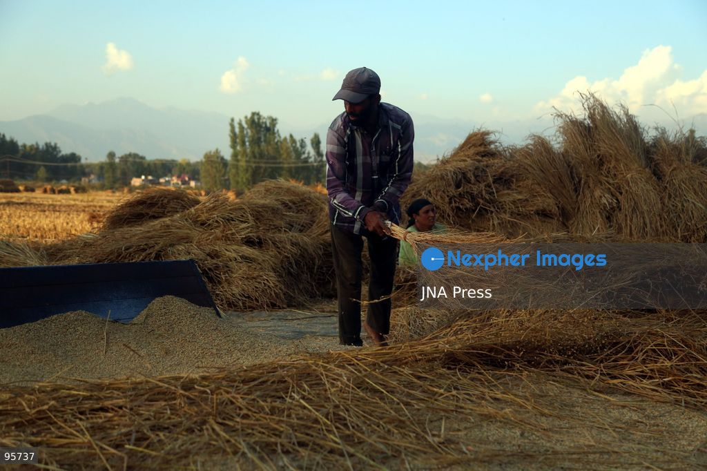 PULWAMA, JAMMU AND KASHMIR, INDIA, SEPTEMBER 22, 2026: Farmers harvest paddy in fields in Pulwama as the annual rice harvest season gets underway across Kashmir. The harvest marks the culmination of months of cultivation and remains an important source of income and food for farming families across the region. Photo by Nisar Ul Haq Allaie / JNA Press. (Photo by Nisar Ul Haq Allai/JNA Press via Nexpher Images)