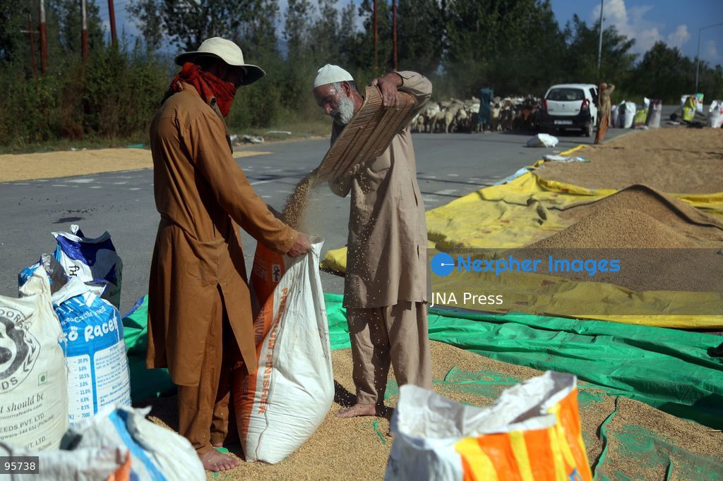 PULWAMA, JAMMU AND KASHMIR, INDIA, SEPTEMBER 22, 2026: Farmers harvest paddy in fields in Pulwama as the annual rice harvest season gets underway across Kashmir. The harvest marks the culmination of months of cultivation and remains an important source of income and food for farming families across the region. Photo by Nisar Ul Haq Allaie / JNA Press. (Photo by Nisar Ul Haq Allai/JNA Press via Nexpher Images)