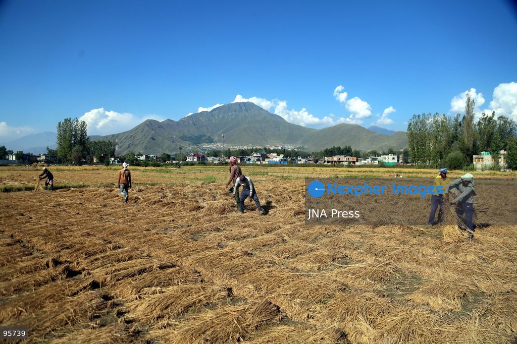 PULWAMA, JAMMU AND KASHMIR, INDIA, SEPTEMBER 22, 2026: Farmers harvest paddy in fields in Pulwama as the annual rice harvest season gets underway across Kashmir. The harvest marks the culmination of months of cultivation and remains an important source of income and food for farming families across the region. Photo by Nisar Ul Haq Allaie / JNA Press. (Photo by Nisar Ul Haq Allai/JNA Press via Nexpher Images)