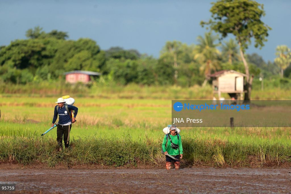 NAKHON SAWAN, THAILAND, SEPTEMBER 22, 2026: Farmers broadcast paddy seeds across a rice field during a new planting cycle in Nakhon Sawan province, north of Bangkok. Photo by Chaiwat Subprasom / JNA Press. (Photo by Chaiwat Subprasom/JNA Press via Nexpher Images)