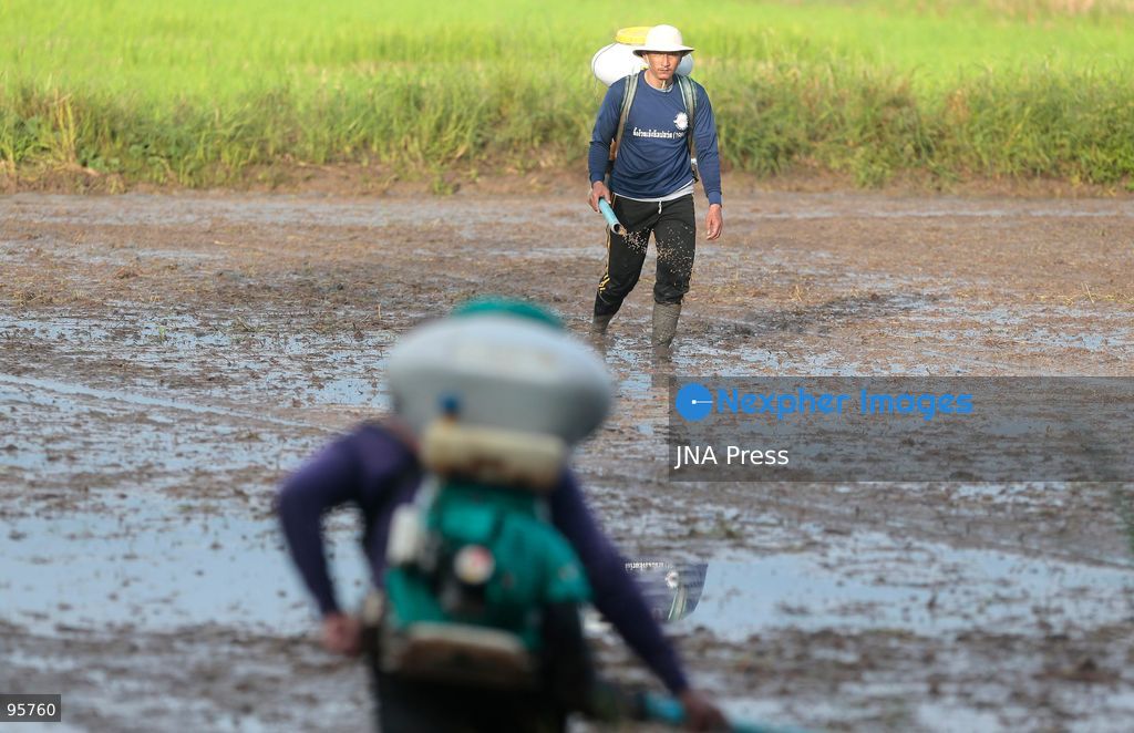 NAKHON SAWAN, THAILAND, SEPTEMBER 22, 2026: Farmers broadcast paddy seeds across a rice field during a new planting cycle in Nakhon Sawan province, north of Bangkok. Photo by Chaiwat Subprasom / JNA Press. (Photo by Chaiwat Subprasom/JNA Press via Nexpher Images)