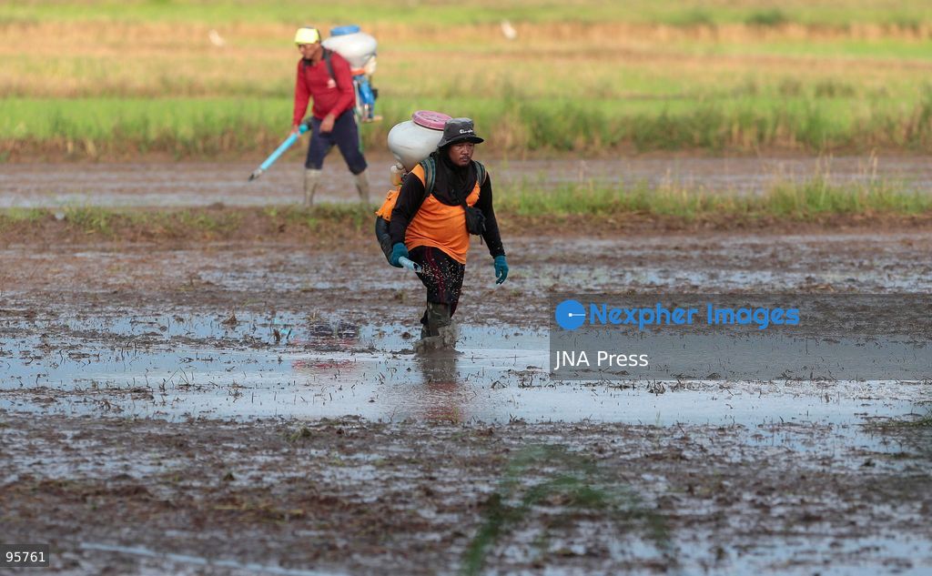 NAKHON SAWAN, THAILAND, SEPTEMBER 22, 2026: Farmers broadcast paddy seeds across a rice field during a new planting cycle in Nakhon Sawan province, north of Bangkok. Photo by Chaiwat Subprasom / JNA Press. (Photo by Chaiwat Subprasom/JNA Press via Nexpher Images)