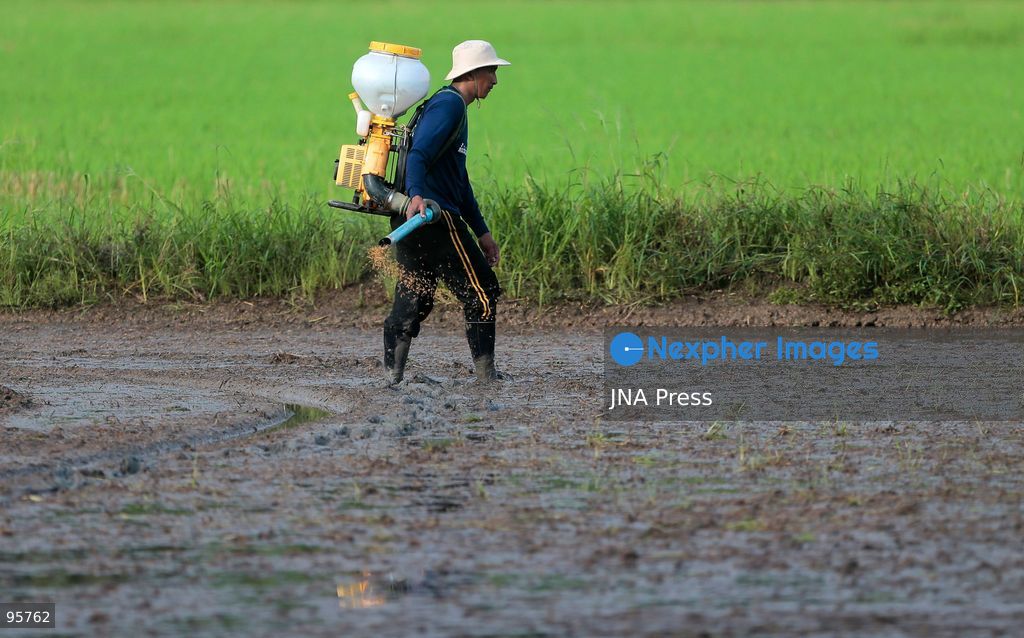 NAKHON SAWAN, THAILAND, SEPTEMBER 22, 2026: Farmers broadcast paddy seeds across a rice field during a new planting cycle in Nakhon Sawan province, north of Bangkok. Photo by Chaiwat Subprasom / JNA Press. (Photo by Chaiwat Subprasom/JNA Press via Nexpher Images)