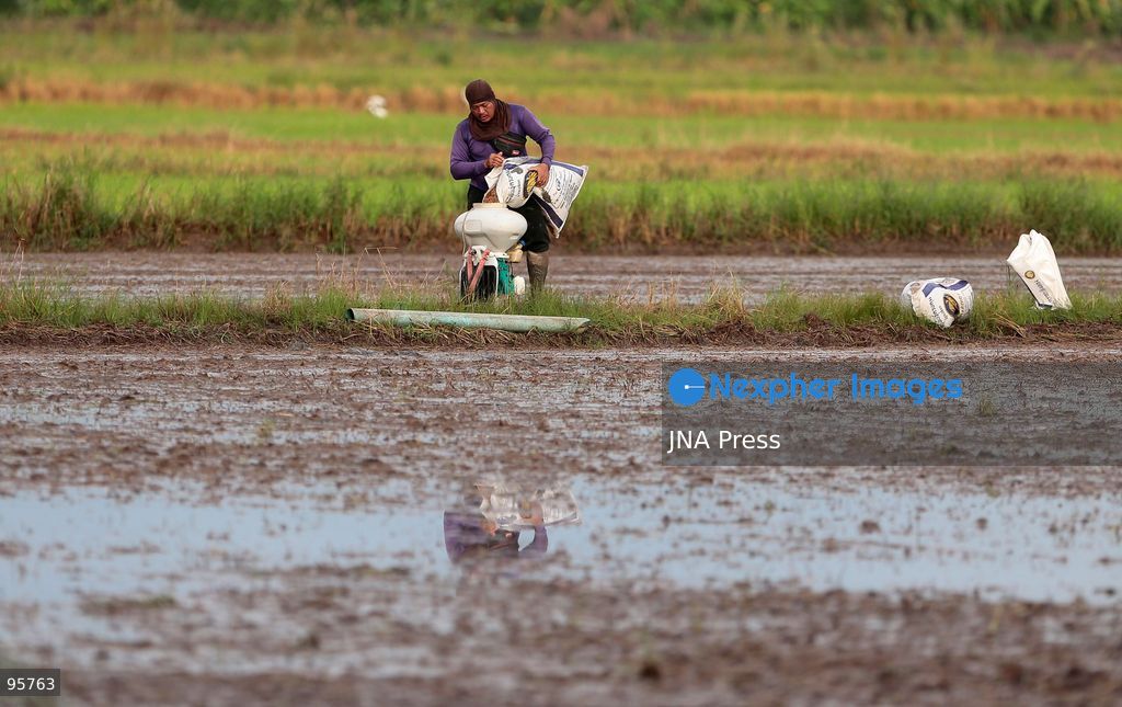 NAKHON SAWAN, THAILAND, SEPTEMBER 22, 2026: Farmers broadcast paddy seeds across a rice field during a new planting cycle in Nakhon Sawan province, north of Bangkok. Photo by Chaiwat Subprasom / JNA Press. (Photo by Chaiwat Subprasom/JNA Press via Nexpher Images)