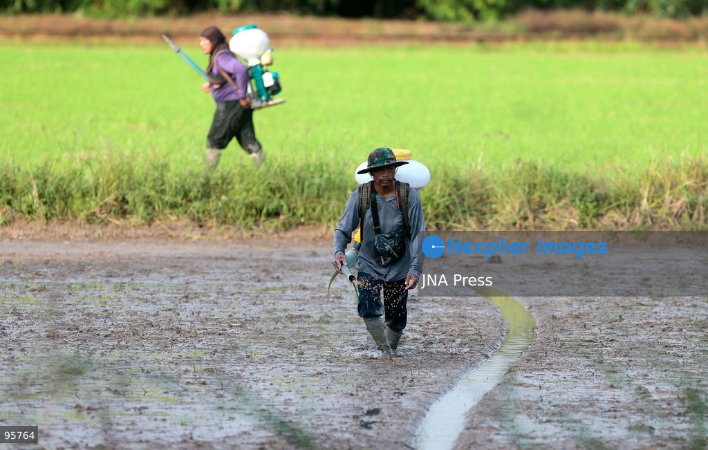 NAKHON SAWAN, THAILAND, SEPTEMBER 22, 2026: Farmers broadcast paddy seeds across a rice field during a new planting cycle in Nakhon Sawan province, north of Bangkok. Photo by Chaiwat Subprasom / JNA Press. (Photo by Chaiwat Subprasom/JNA Press via Nexpher Images)