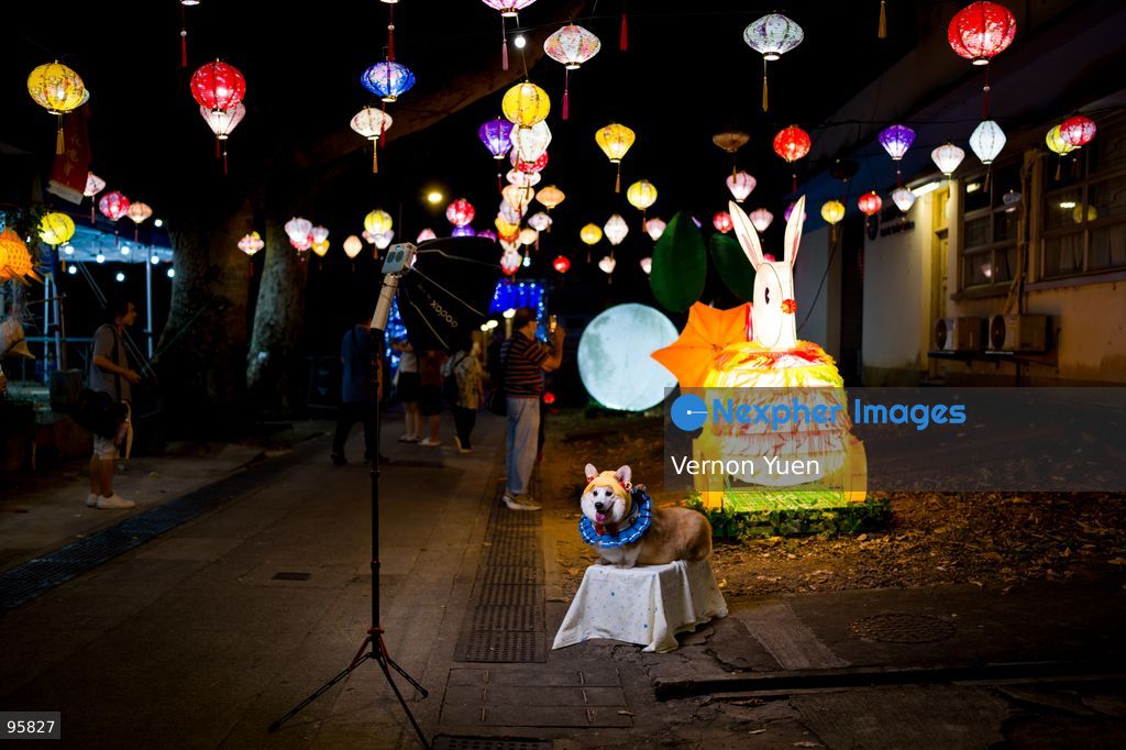A corgi dog on a stand to take photos the Mid autumn festival lights at Shek O on September 23, 2026 in Hong Kong. (Photo by Vernon Yuen/Nexpher Images)