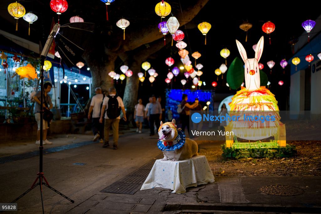 A corgi dog on a stand to take photos the Mid autumn festival lights at Shek O on September 23, 2026 in Hong Kong. (Photo by Vernon Yuen/Nexpher Images)