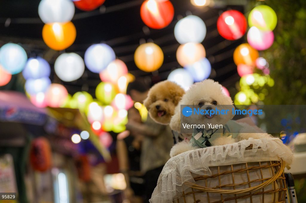 Dogs with the Mid autumn festival lights at Shek O on September 23, 2026 in Hong Kong. (Photo by Vernon Yuen/Nexpher Images)