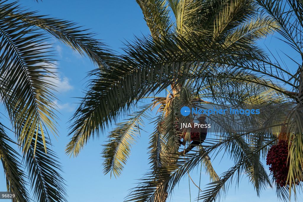 AL-ARISH, NORTH SINAI, EGYPT, SEPTEMBER 25, 2026: Farmers harvest dates from palm trees during the annual date harvest season in Al-Arish, North Sinai. Workers climb the palms to cut bunches of ripe dates while families and children gather the fruit in the fields. The seasonal harvest provides dates for local trade, household consumption and distribution among families. Photo by Mohamed Arafat/ JNA Press. (Photo by Mohamed Arafat/JNA Press via Nexpher Images)