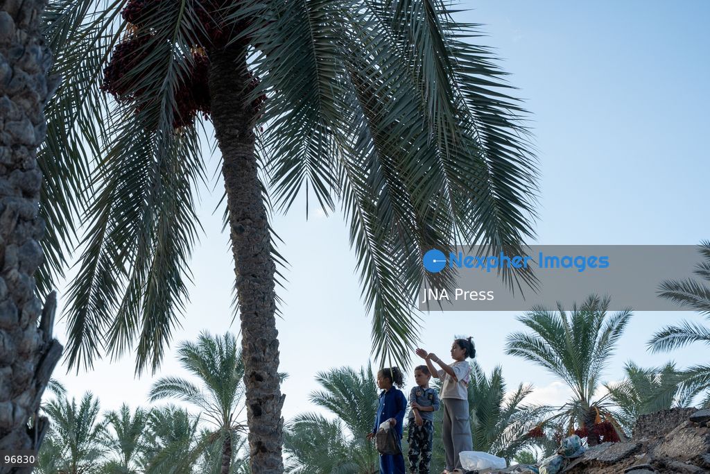 AL-ARISH, NORTH SINAI, EGYPT, SEPTEMBER 25, 2026: Farmers harvest dates from palm trees during the annual date harvest season in Al-Arish, North Sinai. Workers climb the palms to cut bunches of ripe dates while families and children gather the fruit in the fields. The seasonal harvest provides dates for local trade, household consumption and distribution among families. Photo by Mohamed Arafat/ JNA Press. (Photo by Mohamed Arafat/JNA Press via Nexpher Images)