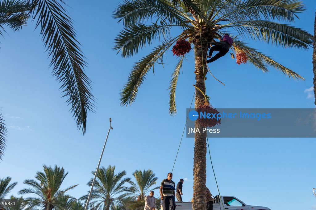 AL-ARISH, NORTH SINAI, EGYPT, SEPTEMBER 25, 2026: Farmers harvest dates from palm trees during the annual date harvest season in Al-Arish, North Sinai. Workers climb the palms to cut bunches of ripe dates while families and children gather the fruit in the fields. The seasonal harvest provides dates for local trade, household consumption and distribution among families. Photo by Mohamed Arafat/ JNA Press. (Photo by Mohamed Arafat/JNA Press via Nexpher Images)