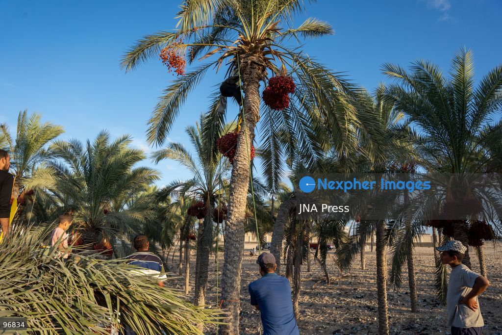 AL-ARISH, NORTH SINAI, EGYPT, SEPTEMBER 25, 2026: Farmers harvest dates from palm trees during the annual date harvest season in Al-Arish, North Sinai. Workers climb the palms to cut bunches of ripe dates while families and children gather the fruit in the fields. The seasonal harvest provides dates for local trade, household consumption and distribution among families. Photo by Mohamed Arafat/ JNA Press. (Photo by Mohamed Arafat/JNA Press via Nexpher Images)