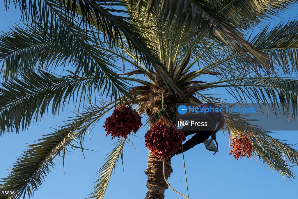 AL-ARISH, NORTH SINAI, EGYPT, SEPTEMBER 25, 2026: Farmers harvest dates from palm trees during the annual date harvest season in Al-Arish, North Sinai. Workers climb the palms to cut bunches of ripe dates while families and children gather the fruit in the fields. The seasonal harvest provides dates for local trade, household consumption and distribution among families. Photo by Mohamed Arafat/ JNA Press. (Photo by Mohamed Arafat/JNA Press via Nexpher Images)