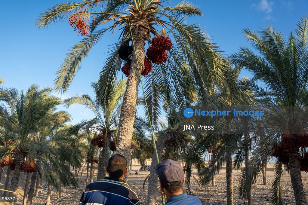 AL-ARISH, NORTH SINAI, EGYPT, SEPTEMBER 25, 2026: Farmers harvest dates from palm trees during the annual date harvest season in Al-Arish, North Sinai. Workers climb the palms to cut bunches of ripe dates while families and children gather the fruit in the fields. The seasonal harvest provides dates for local trade, household consumption and distribution among families. Photo by Mohamed Arafat/ JNA Press. (Photo by Mohamed Arafat/JNA Press via Nexpher Images)