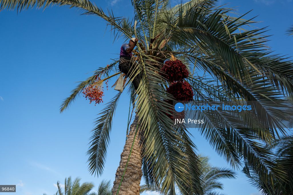 AL-ARISH, NORTH SINAI, EGYPT, SEPTEMBER 25, 2026: Farmers harvest dates from palm trees during the annual date harvest season in Al-Arish, North Sinai. Workers climb the palms to cut bunches of ripe dates while families and children gather the fruit in the fields. The seasonal harvest provides dates for local trade, household consumption and distribution among families. Photo by Mohamed Arafat/ JNA Press. (Photo by Mohamed Arafat/JNA Press via Nexpher Images)