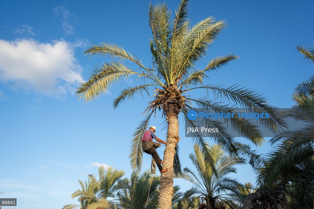 AL-ARISH, NORTH SINAI, EGYPT, SEPTEMBER 25, 2026: Farmers harvest dates from palm trees during the annual date harvest season in Al-Arish, North Sinai. Workers climb the palms to cut bunches of ripe dates while families and children gather the fruit in the fields. The seasonal harvest provides dates for local trade, household consumption and distribution among families. Photo by Mohamed Arafat/ JNA Press. (Photo by Mohamed Arafat/JNA Press via Nexpher Images)