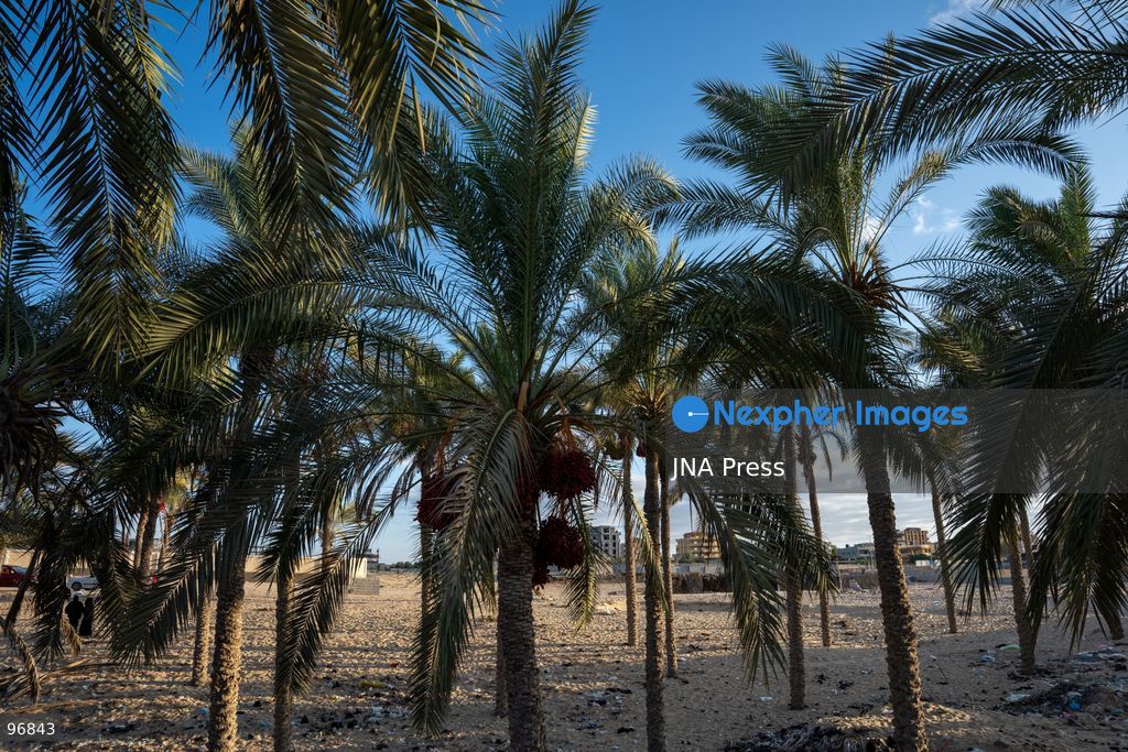 AL-ARISH, NORTH SINAI, EGYPT, SEPTEMBER 25, 2026: Farmers harvest dates from palm trees during the annual date harvest season in Al-Arish, North Sinai. Workers climb the palms to cut bunches of ripe dates while families and children gather the fruit in the fields. The seasonal harvest provides dates for local trade, household consumption and distribution among families. Photo by Mohamed Arafat/ JNA Press. (Photo by Mohamed Arafat/JNA Press via Nexpher Images)