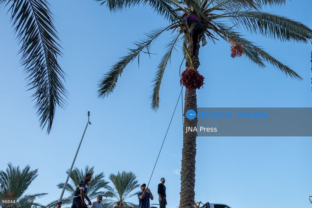 AL-ARISH, NORTH SINAI, EGYPT, SEPTEMBER 25, 2026: Farmers harvest dates from palm trees during the annual date harvest season in Al-Arish, North Sinai. Workers climb the palms to cut bunches of ripe dates while families and children gather the fruit in the fields. The seasonal harvest provides dates for local trade, household consumption and distribution among families. Photo by Mohamed Arafat/ JNA Press. (Photo by Mohamed Arafat/JNA Press via Nexpher Images)