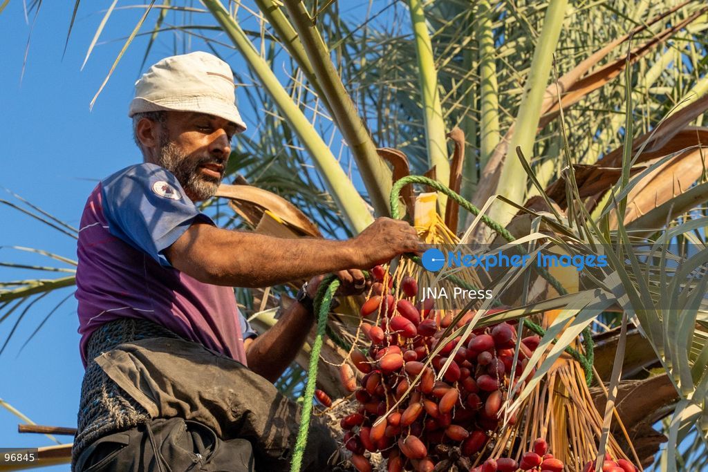 AL-ARISH, NORTH SINAI, EGYPT, SEPTEMBER 25, 2026: Farmers harvest dates from palm trees during the annual date harvest season in Al-Arish, North Sinai. Workers climb the palms to cut bunches of ripe dates while families and children gather the fruit in the fields. The seasonal harvest provides dates for local trade, household consumption and distribution among families. Photo by Mohamed Arafat/ JNA Press. (Photo by Mohamed Arafat/JNA Press via Nexpher Images)