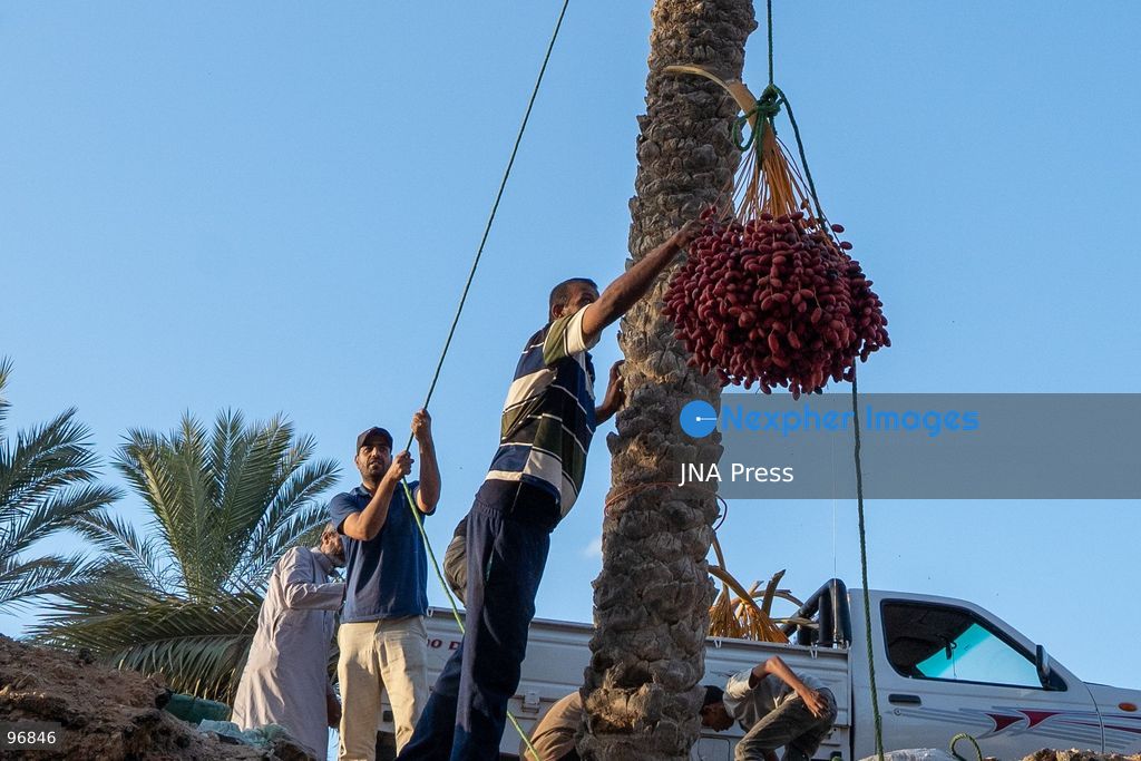 AL-ARISH, NORTH SINAI, EGYPT, SEPTEMBER 25, 2026: Farmers harvest dates from palm trees during the annual date harvest season in Al-Arish, North Sinai. Workers climb the palms to cut bunches of ripe dates while families and children gather the fruit in the fields. The seasonal harvest provides dates for local trade, household consumption and distribution among families. Photo by Mohamed Arafat/ JNA Press. (Photo by Mohamed Arafat/JNA Press via Nexpher Images)