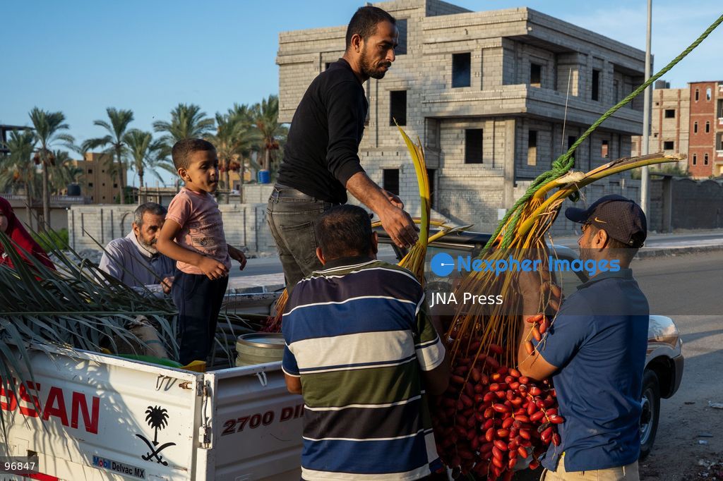 AL-ARISH, NORTH SINAI, EGYPT, SEPTEMBER 25, 2026: Farmers harvest dates from palm trees during the annual date harvest season in Al-Arish, North Sinai. Workers climb the palms to cut bunches of ripe dates while families and children gather the fruit in the fields. The seasonal harvest provides dates for local trade, household consumption and distribution among families. Photo by Mohamed Arafat/ JNA Press. (Photo by Mohamed Arafat/JNA Press via Nexpher Images)