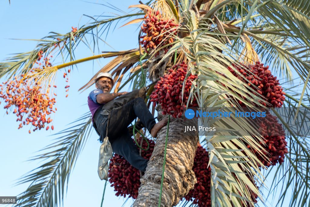 AL-ARISH, NORTH SINAI, EGYPT, SEPTEMBER 25, 2026: Farmers harvest dates from palm trees during the annual date harvest season in Al-Arish, North Sinai. Workers climb the palms to cut bunches of ripe dates while families and children gather the fruit in the fields. The seasonal harvest provides dates for local trade, household consumption and distribution among families. Photo by Mohamed Arafat/ JNA Press. (Photo by Mohamed Arafat/JNA Press via Nexpher Images)