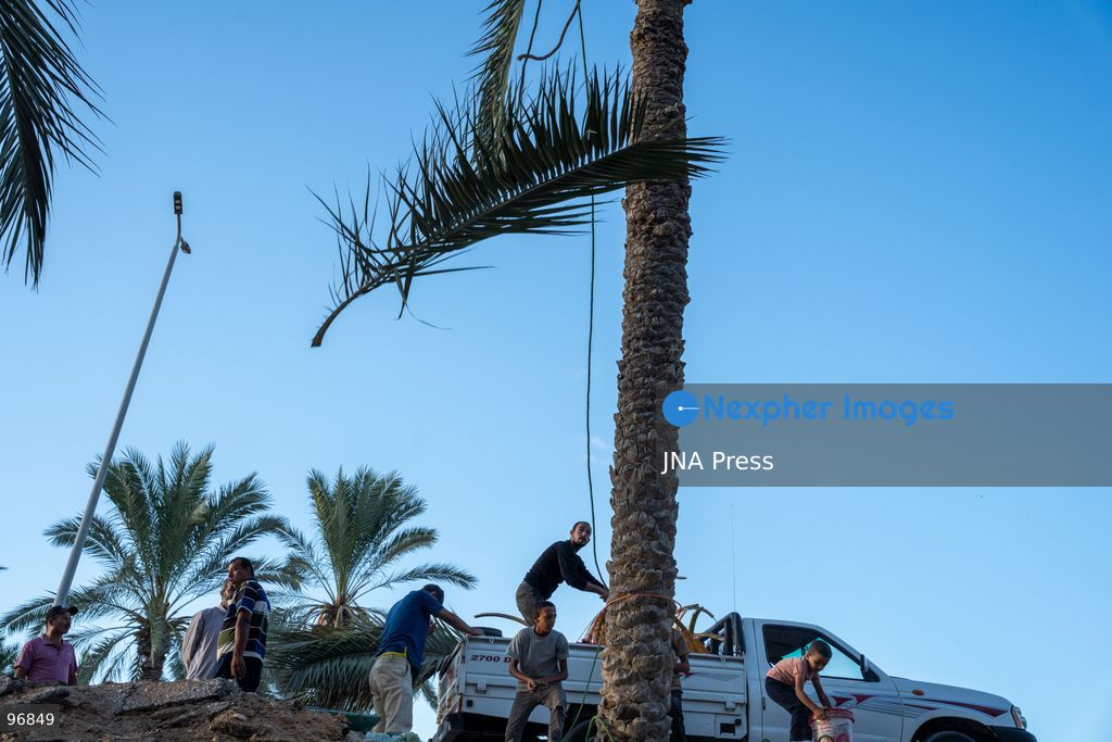 AL-ARISH, NORTH SINAI, EGYPT, SEPTEMBER 25, 2026: Farmers harvest dates from palm trees during the annual date harvest season in Al-Arish, North Sinai. Workers climb the palms to cut bunches of ripe dates while families and children gather the fruit in the fields. The seasonal harvest provides dates for local trade, household consumption and distribution among families. Photo by Mohamed Arafat/ JNA Press. (Photo by Mohamed Arafat/JNA Press via Nexpher Images)