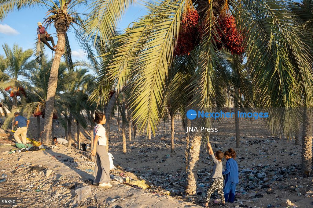 AL-ARISH, NORTH SINAI, EGYPT, SEPTEMBER 25, 2026: Farmers harvest dates from palm trees during the annual date harvest season in Al-Arish, North Sinai. Workers climb the palms to cut bunches of ripe dates while families and children gather the fruit in the fields. The seasonal harvest provides dates for local trade, household consumption and distribution among families. Photo by Mohamed Arafat/ JNA Press. (Photo by Mohamed Arafat/JNA Press via Nexpher Images)