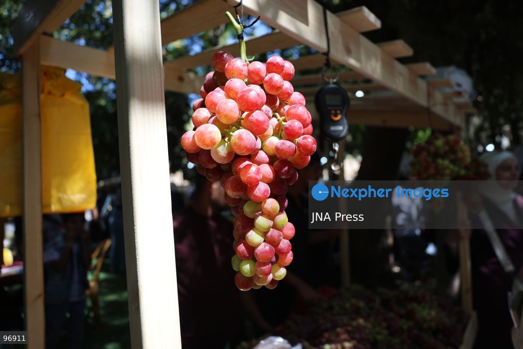 HEBRON, OCCUPIED WEST BANK, SEPTEMBER 26, 2026: Palestinian visitors attend the opening of a grape market in the Old City of Hebron. Local farmers and producers display grapes and grape-based products during the event, highlighting a crop traditionally associated with agriculture in the Hebron area. Photo by Mosab Shawer / JNA Press. (Photo by Mosab shawer/JNA Press via Nexpher Images)