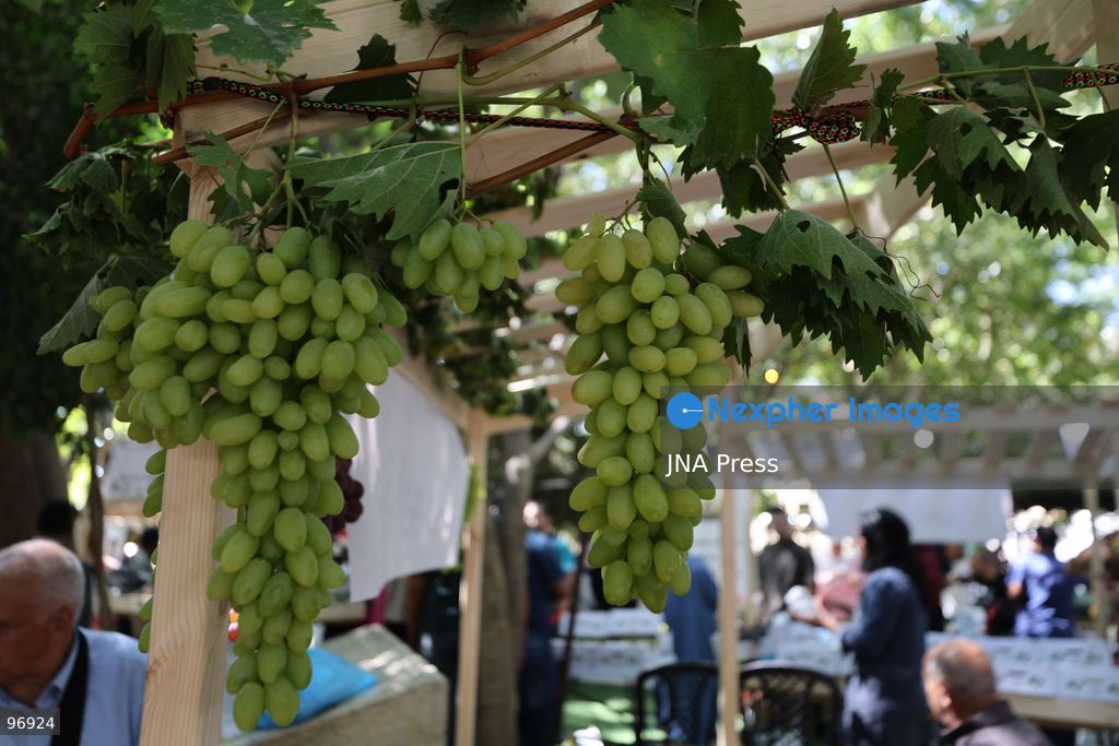 HEBRON, OCCUPIED WEST BANK, SEPTEMBER 26, 2026: Palestinian visitors attend the opening of a grape market in the Old City of Hebron. Local farmers and producers display grapes and grape-based products during the event, highlighting a crop traditionally associated with agriculture in the Hebron area. Photo by Mosab Shawer / JNA Press. (Photo by Mosab shawer/JNA Press via Nexpher Images)