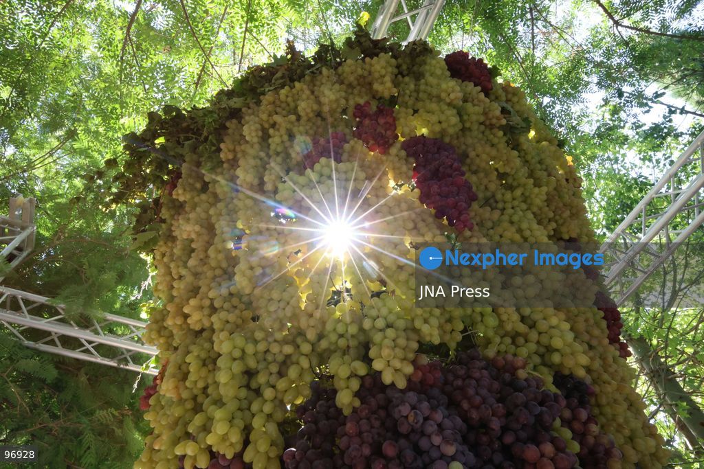 HEBRON, OCCUPIED WEST BANK, SEPTEMBER 26, 2026: Palestinian visitors attend the opening of a grape market in the Old City of Hebron. Local farmers and producers display grapes and grape-based products during the event, highlighting a crop traditionally associated with agriculture in the Hebron area. Photo by Mosab Shawer / JNA Press. (Photo by Mosab shawer/JNA Press via Nexpher Images)