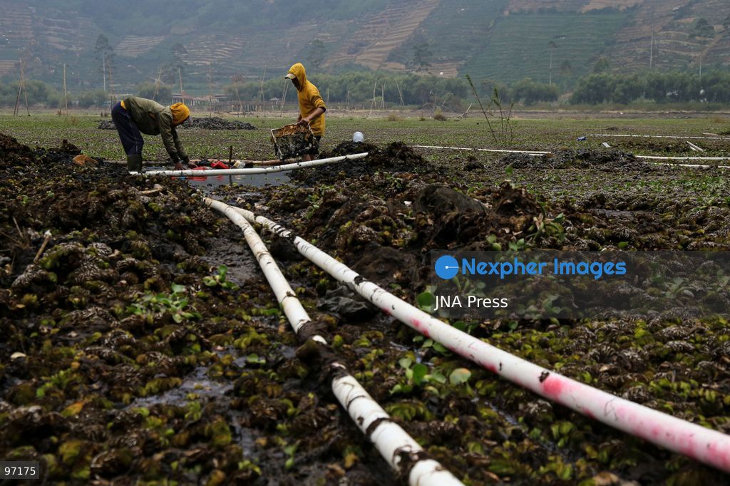BANJARNEGARA, CENTRAL JAVA, INDONESIA, SEPTEMBER 26, 2026: Farmers use diesel-powered pumps and long hoses to draw water from Telaga Merdada for nearby farmland in Banjarnegara Regency, Central Java. The water level at the lake has dropped by approximately three meters over the past three months, increasing the need for farmers to pump water to irrigate agricultural land. Photo by Topen Anggara/ JNA Press. (Photo by Topen Anggara Saputra/JNA Press via Nexpher Images)