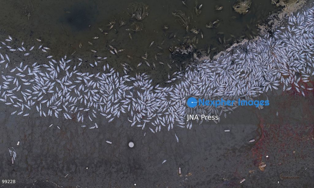 KASHARAJ, LUSHNJE, ALBANIA, SEPTEMBER 29, 2026: Large numbers of dead fish are seen at the Kasharaj Reservoir near Lushnje after its water level was drastically lowered during rehabilitation works on the reservoir's main outlet. Local media reported that the reduced water level left fish stranded in shallow pools and mud, resulting in widespread mortality. The reservoir is used to supply water for agricultural irrigation in the surrounding area. No official assessment of the number or total weight of dead fish had been released at the time of reporting. Photo by Vlasov Sulaj / JNA Press. (Photo by Vlasov Sulaj/JNA Press via Nexpher Images)