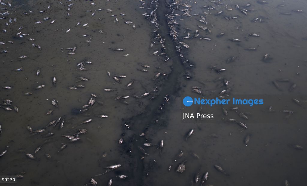 KASHARAJ, LUSHNJE, ALBANIA, SEPTEMBER 29, 2026: Large numbers of dead fish are seen at the Kasharaj Reservoir near Lushnje after its water level was drastically lowered during rehabilitation works on the reservoir's main outlet. Local media reported that the reduced water level left fish stranded in shallow pools and mud, resulting in widespread mortality. The reservoir is used to supply water for agricultural irrigation in the surrounding area. No official assessment of the number or total weight of dead fish had been released at the time of reporting. Photo by Vlasov Sulaj / JNA Press. (Photo by Vlasov Sulaj/JNA Press via Nexpher Images)