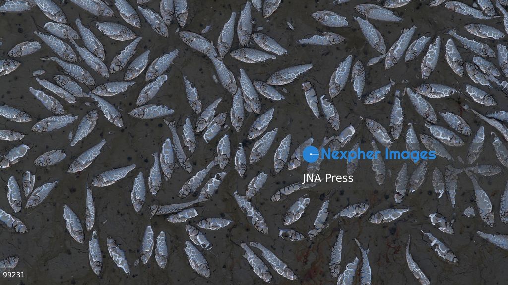 KASHARAJ, LUSHNJE, ALBANIA, SEPTEMBER 29, 2026: Large numbers of dead fish are seen at the Kasharaj Reservoir near Lushnje after its water level was drastically lowered during rehabilitation works on the reservoir's main outlet. Local media reported that the reduced water level left fish stranded in shallow pools and mud, resulting in widespread mortality. The reservoir is used to supply water for agricultural irrigation in the surrounding area. No official assessment of the number or total weight of dead fish had been released at the time of reporting. Photo by Vlasov Sulaj / JNA Press. (Photo by Vlasov Sulaj/JNA Press via Nexpher Images)